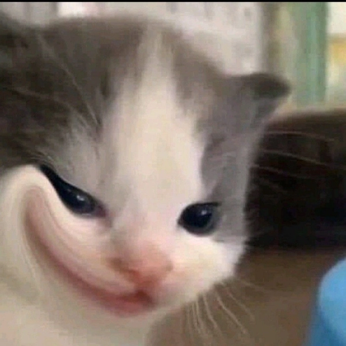 Mèo nhếch mép meme chế mặn