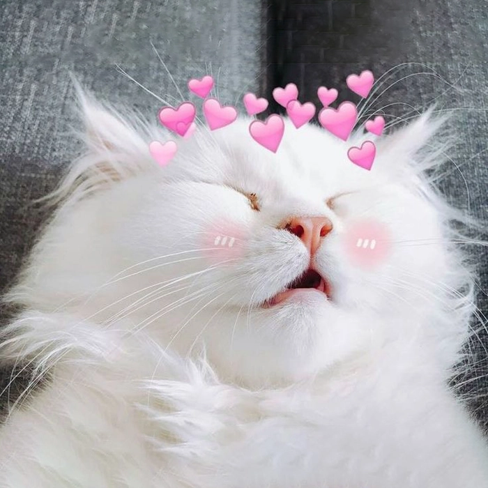 Mèo thả tim bắn tim meme