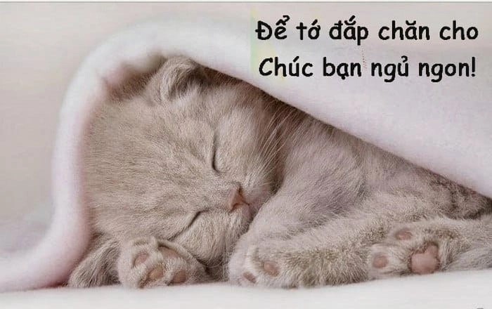 Mèo trùm chăn chúc ngủ ngon