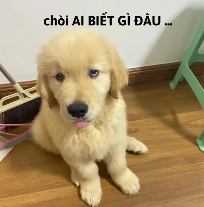 ai biết gì đâu meme cute