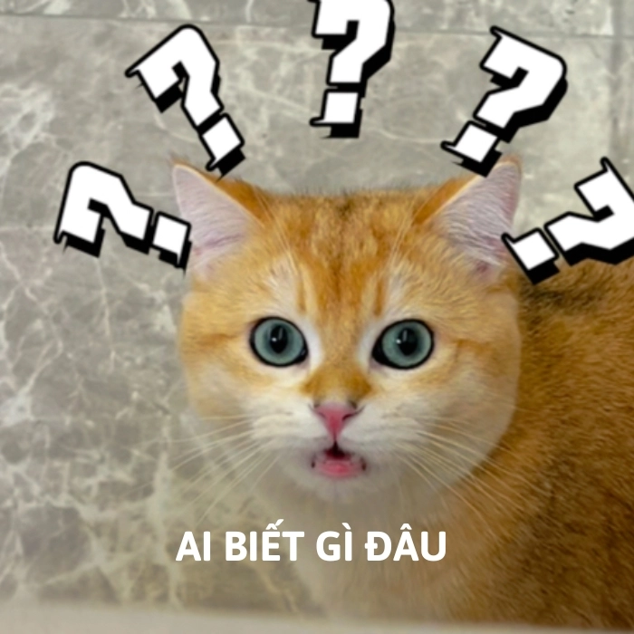 ai biết gì đâu meme mèo chế