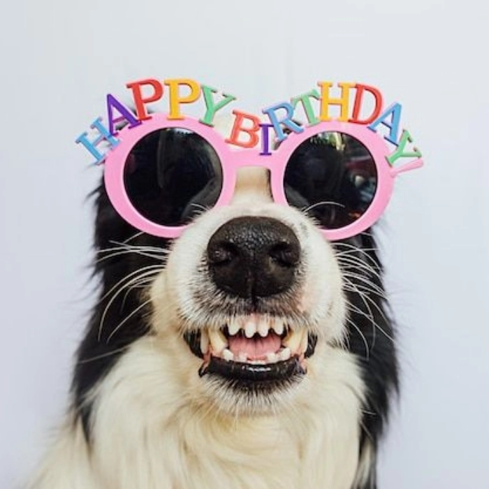 ảnh chú chó đeo kính meme happy birthday