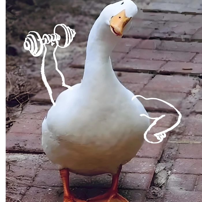 ảnh con vịt meme tập tạ