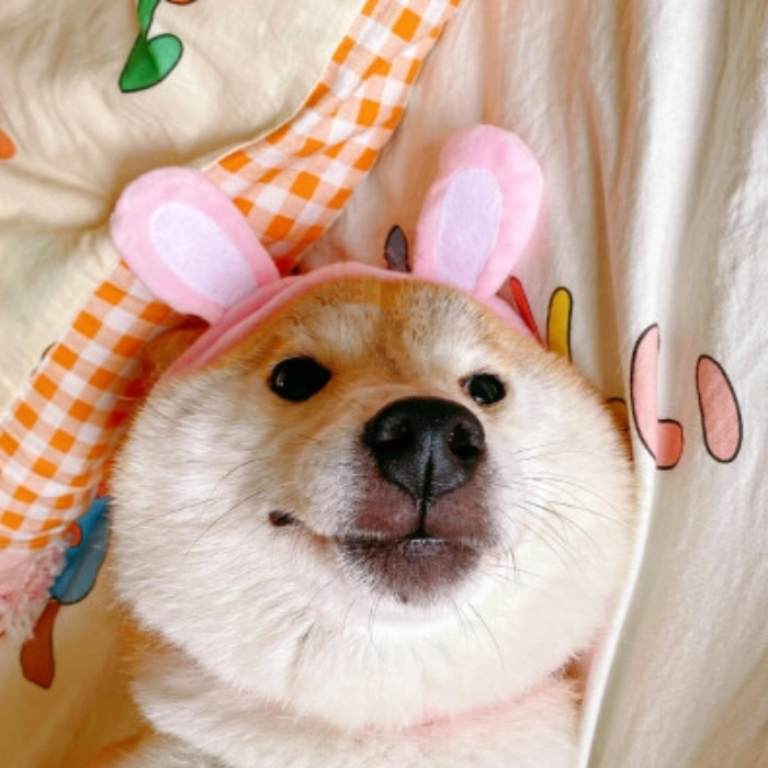 ảnh cute meme