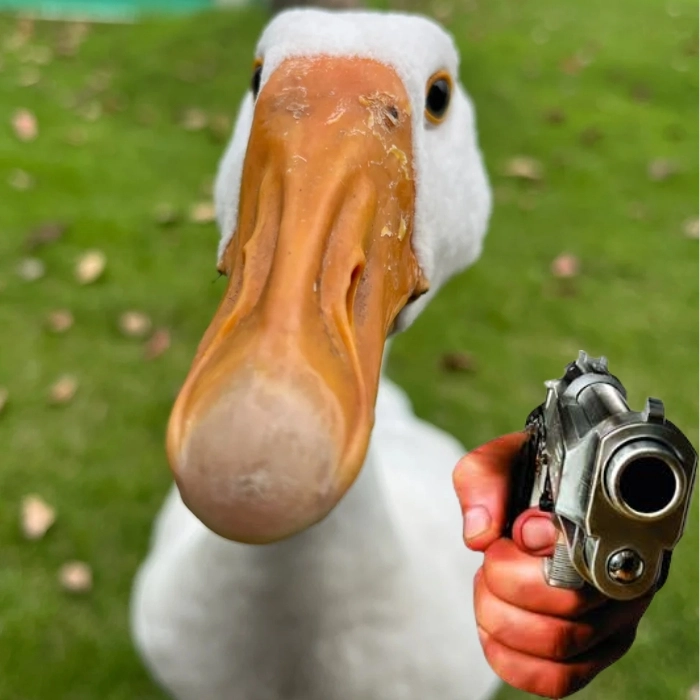 ảnh meme con vịt cầm súng