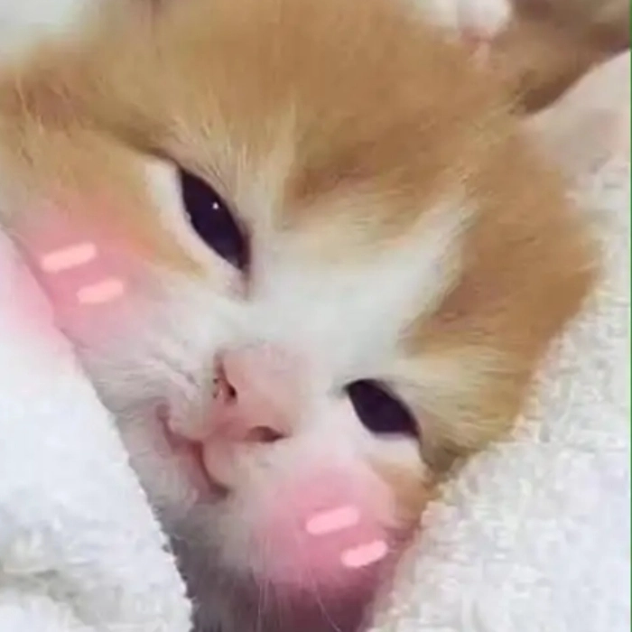 ảnh meme cute