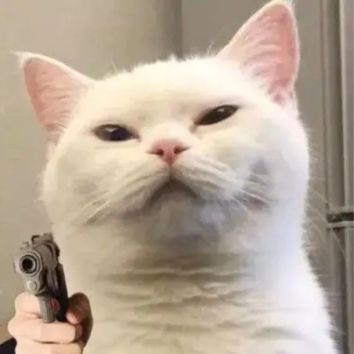 ảnh meme mèo cầm súng
