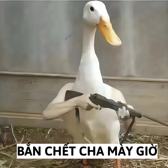 ảnh meme vịt cầm súng