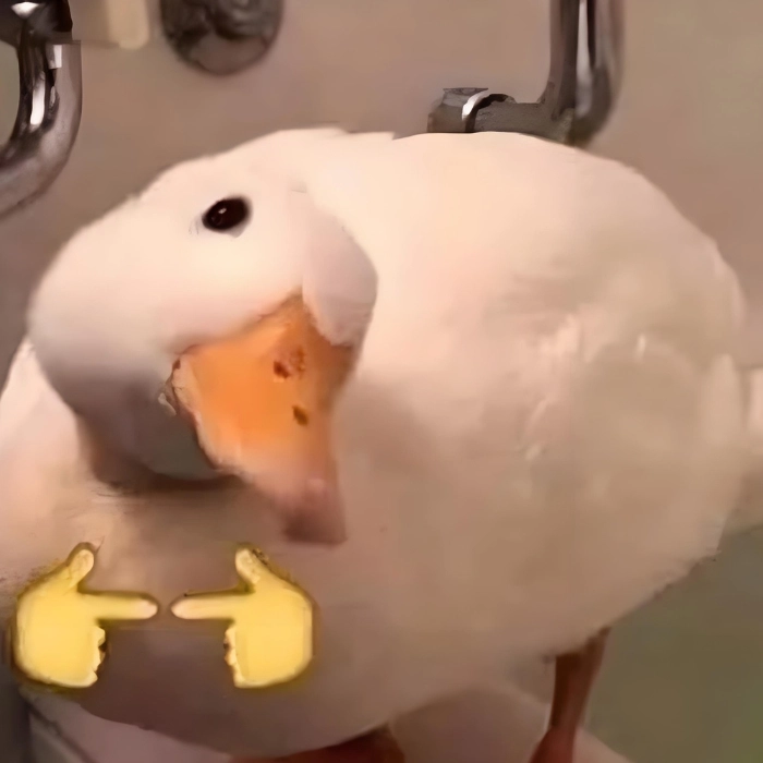 ảnh meme vịt cute