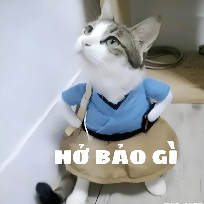 ảnh mèo chống nạnh meme