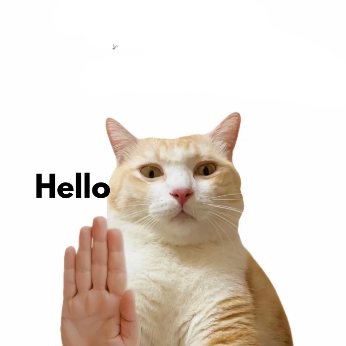 ảnh mèo vô tri meme hello