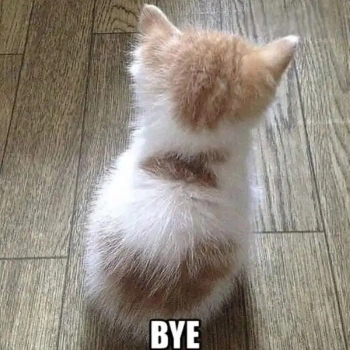 ảnh tạm biệt meme mèo bye