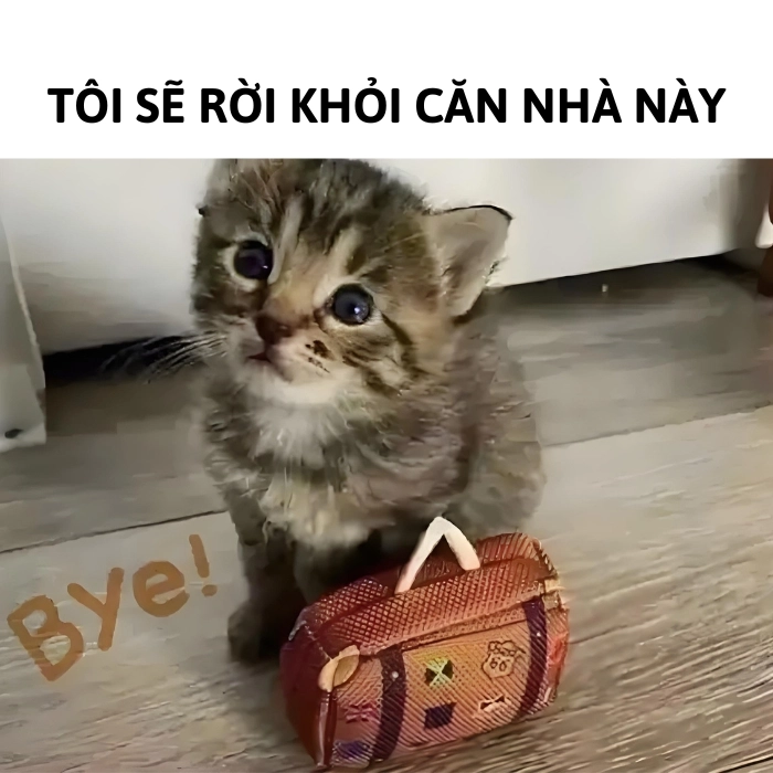 ảnh tạm biệt mèo meme