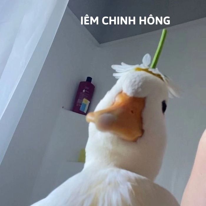 Ảnh meme vịt vàng chất meme