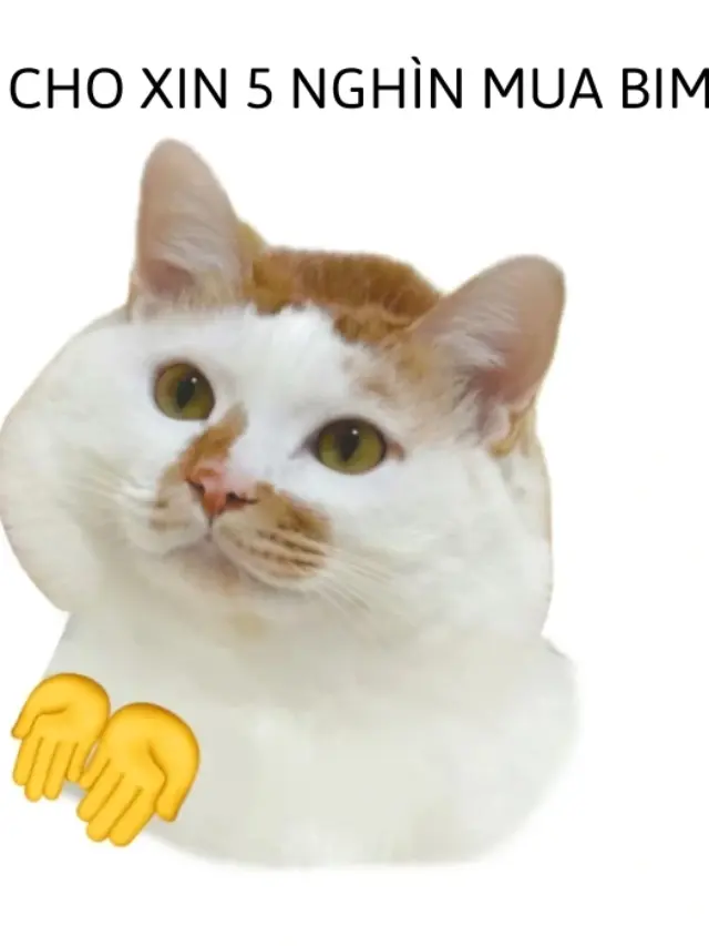 Ảnh động vật meme hài hước