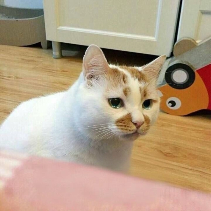 cute meme biểu cảm