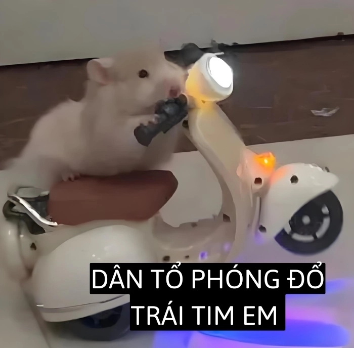 cute meme chế hài