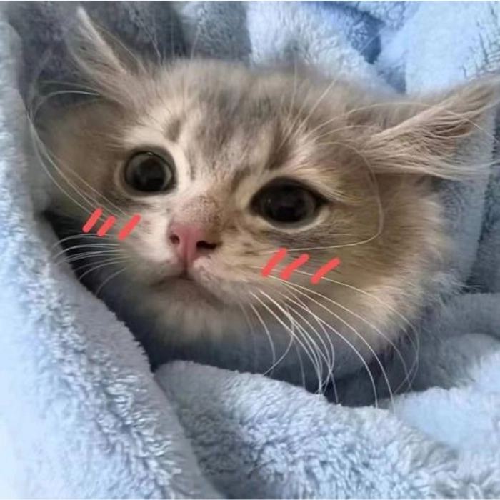 cute meme mèo