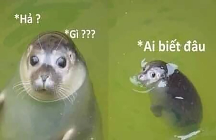 Biết gì đâu meme phiên bản hải cẩu