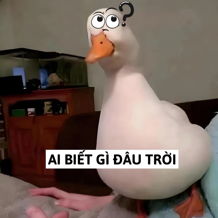 hình ảnh meme ai biết gì đâu