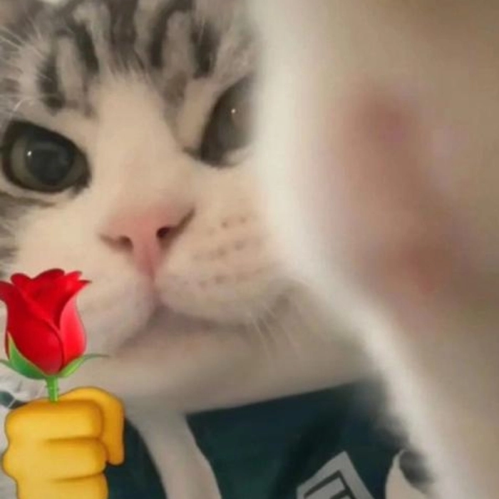 hình ảnh meme cute mèo tặng hoa