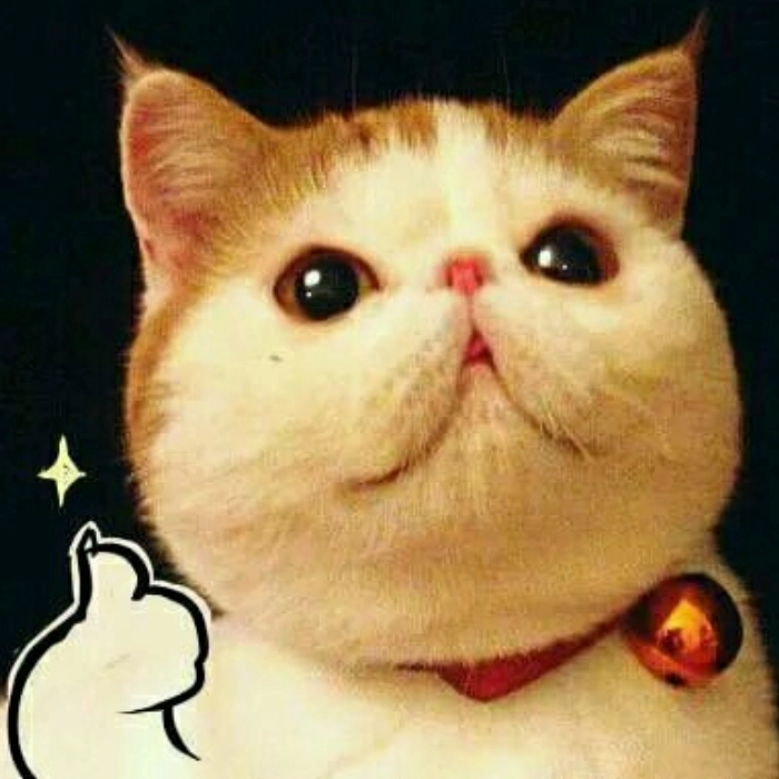 hình ảnh meme cute mèo