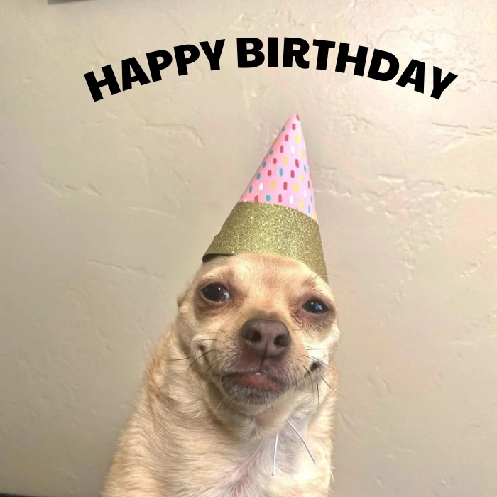 hình ảnh meme happy birthday hài hước
