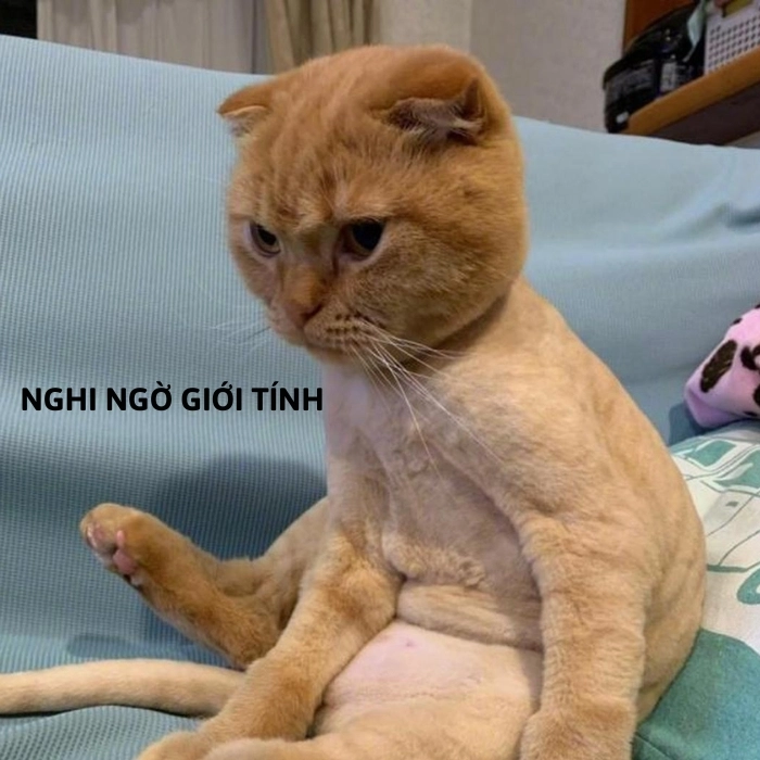 hình ảnh meme nghi ngờ