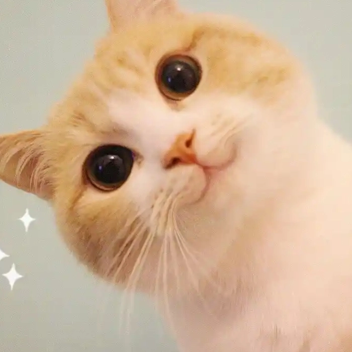 hình ảnh mèo meme cute