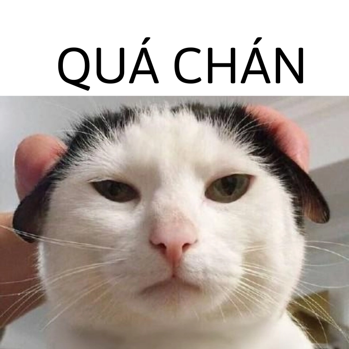 hình chế cute meme