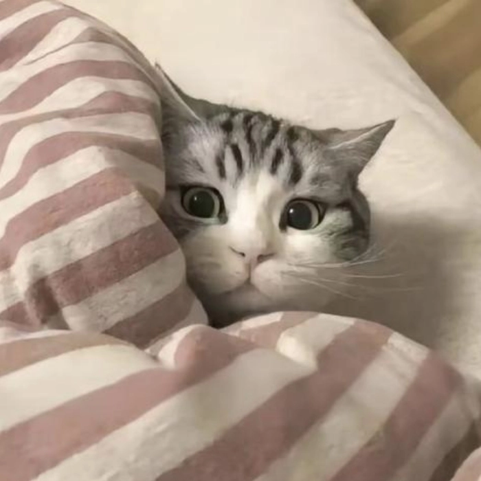 hình meme cute