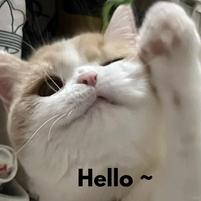 hình mèo meme hello