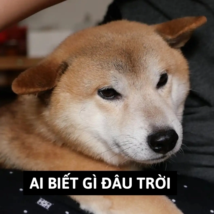 meme ai biết gì đâu chó shiba