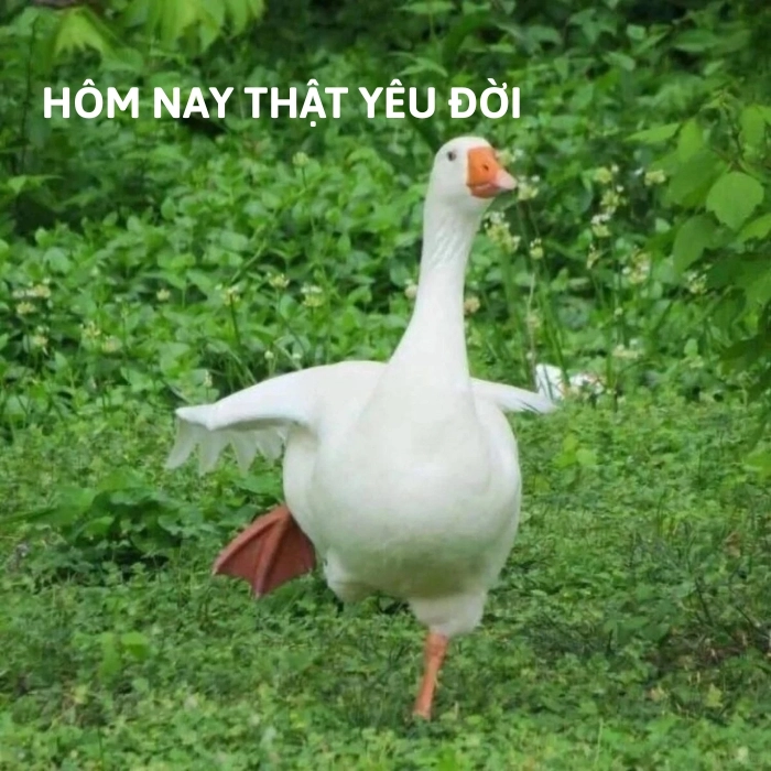 meme con vịt đáng yêu