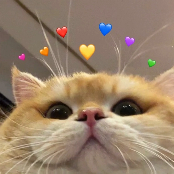 meme cute