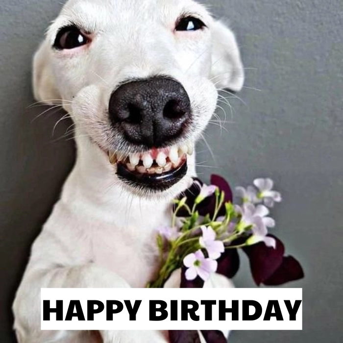 meme happy birthday tấu hài