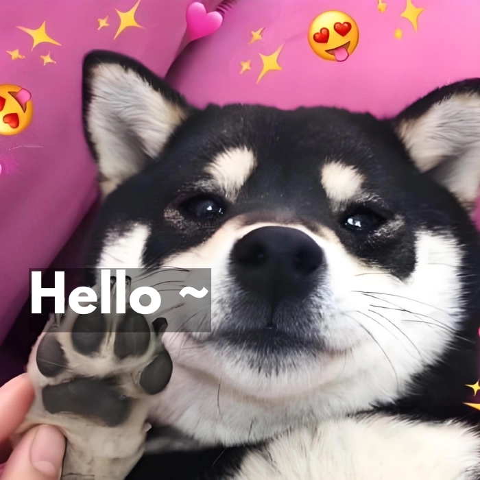 meme hello phong cách troll