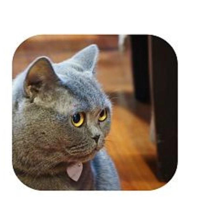 meme mèo ánh mắt nghi ngờ