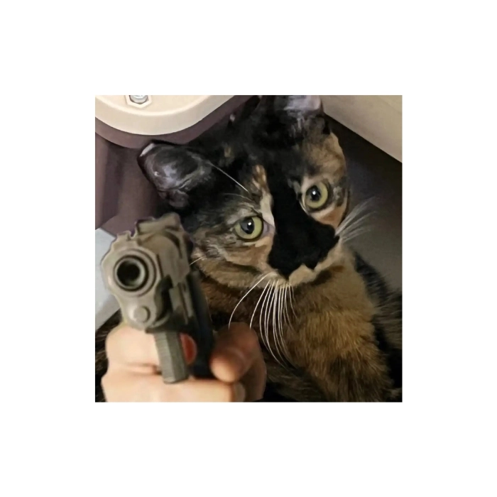 meme mèo cầm súng cute