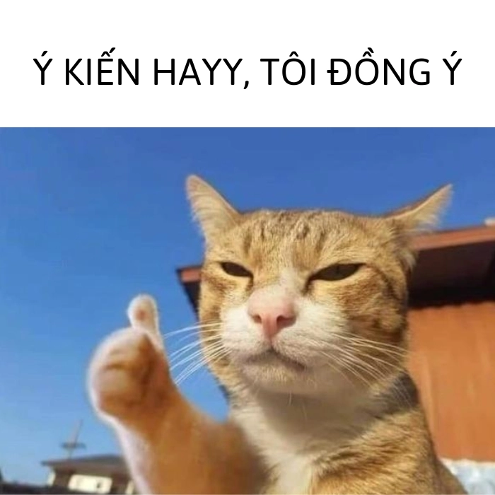 meme mèo đồng ý