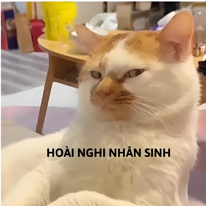 meme mèo nghi ngờ