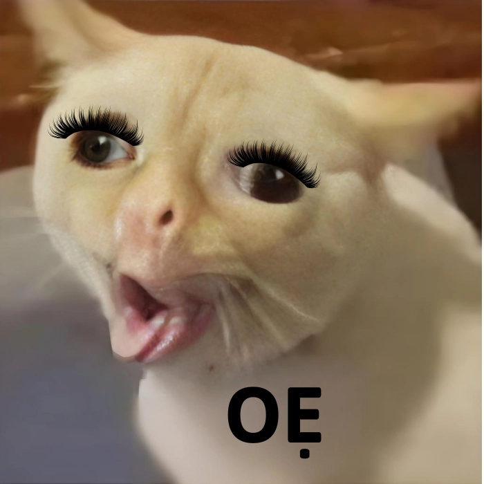 meme mèo oẹ hài hước