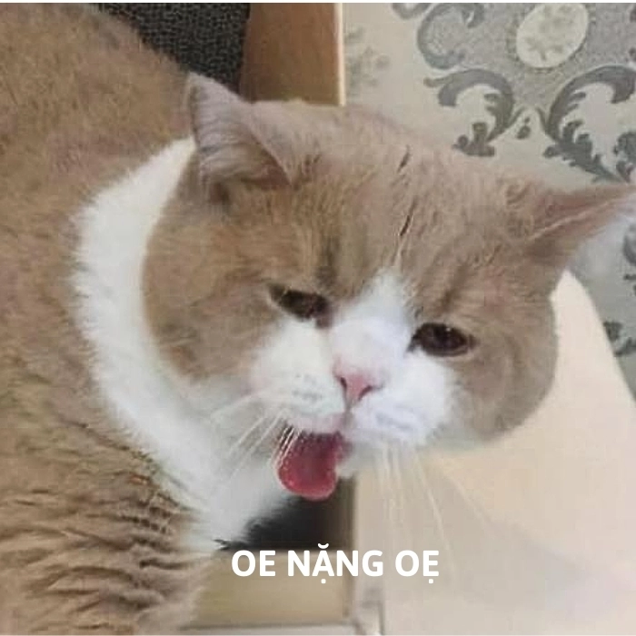 meme mèo ói