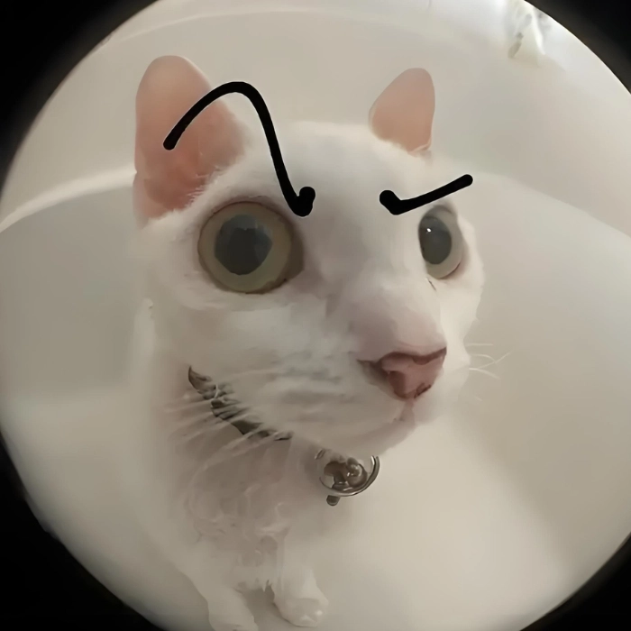 mèo meme mặt nghi ngờ