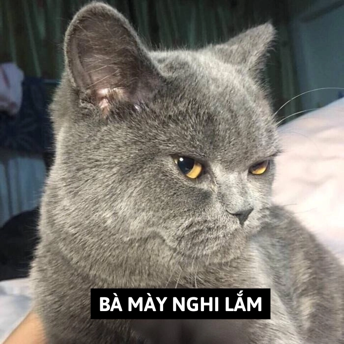 mèo meme nghi ngờ