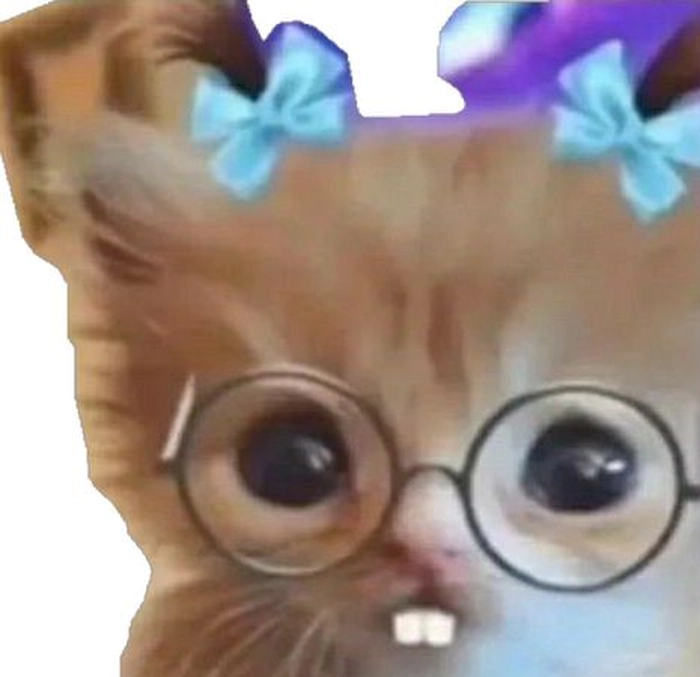 Ảnh chế meme mèo đeo kính