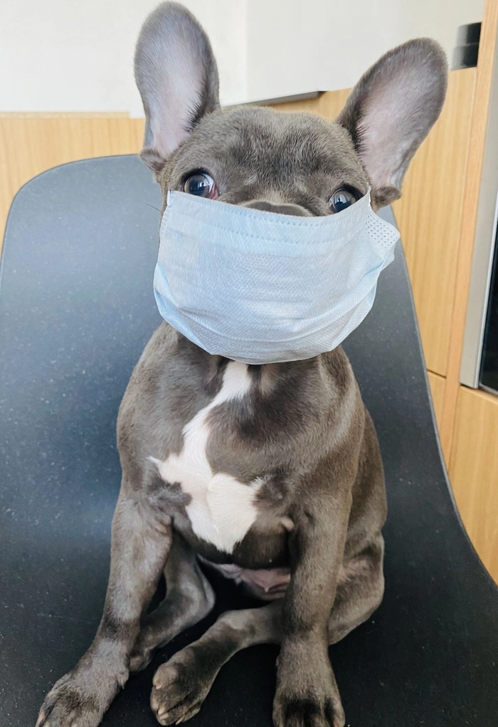 Ảnh chó đeo khẩu trang chế bá đạo