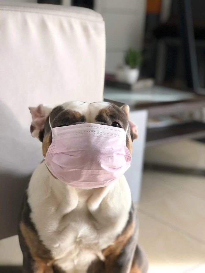 Ảnh chó đeo khẩu trang chế vui