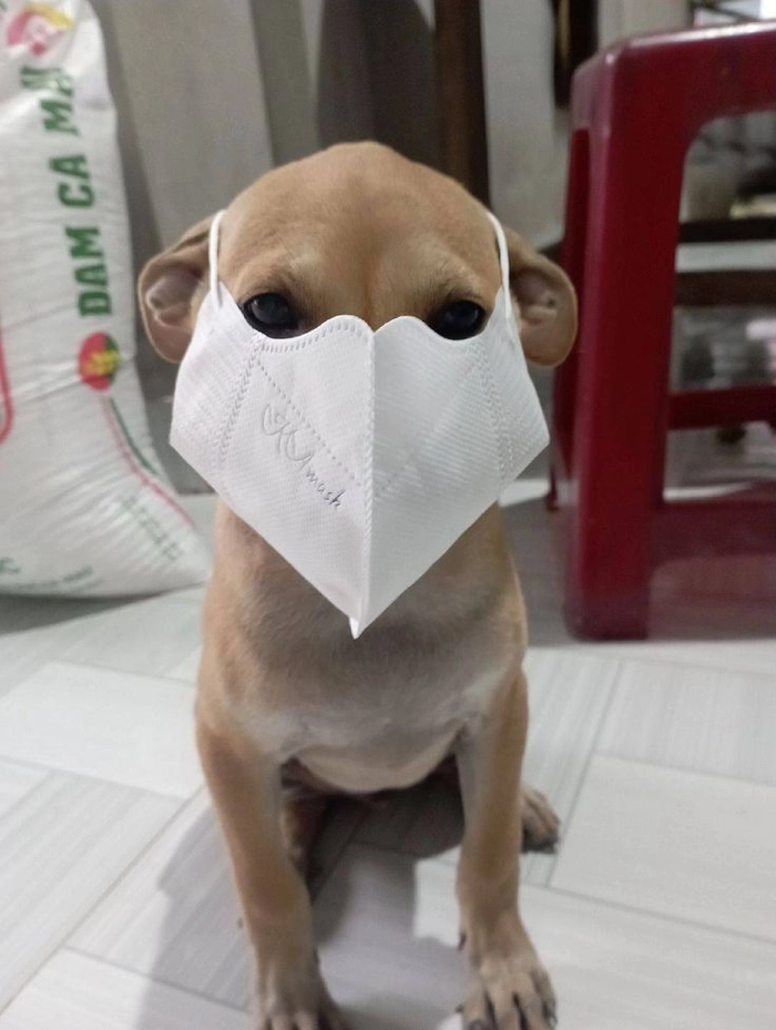 Ảnh chó đeo khẩu trang cười ngất