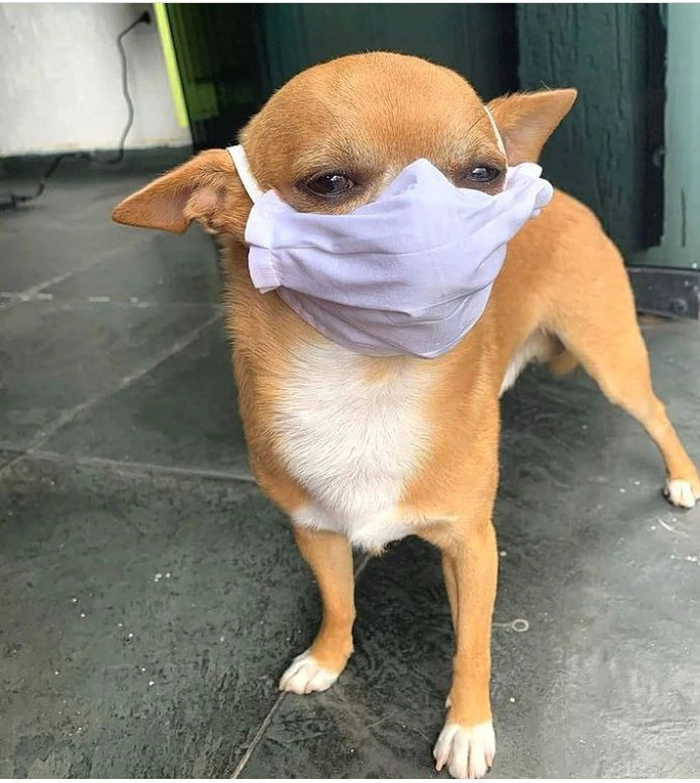 Ảnh chó đeo khẩu trang viral mạng xã hội